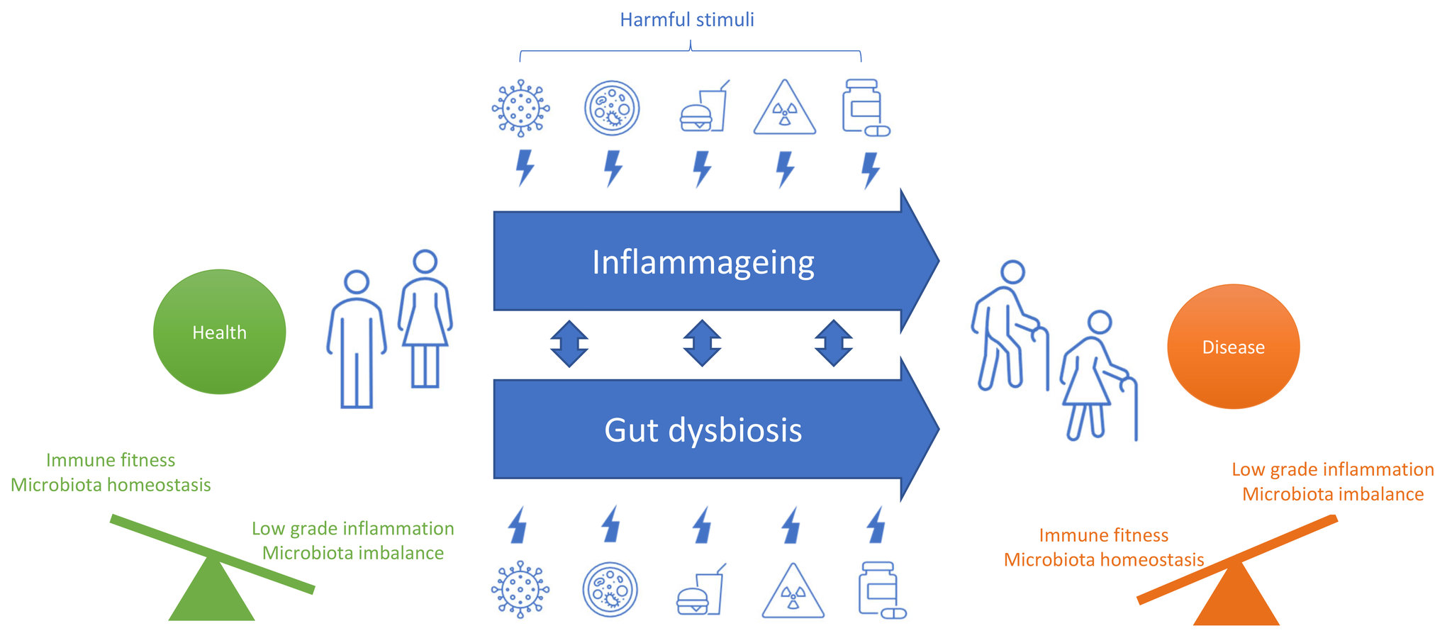 The ageing process: a lifelong adaptive response to harmful stimuli leading to inflammageing and gut dysbiosis.